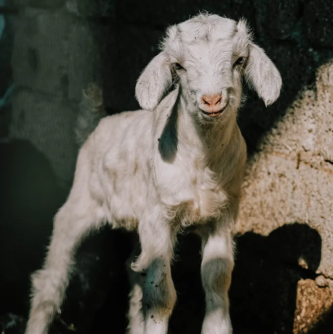 Jeune chevreau blanc devant un mur de pierre