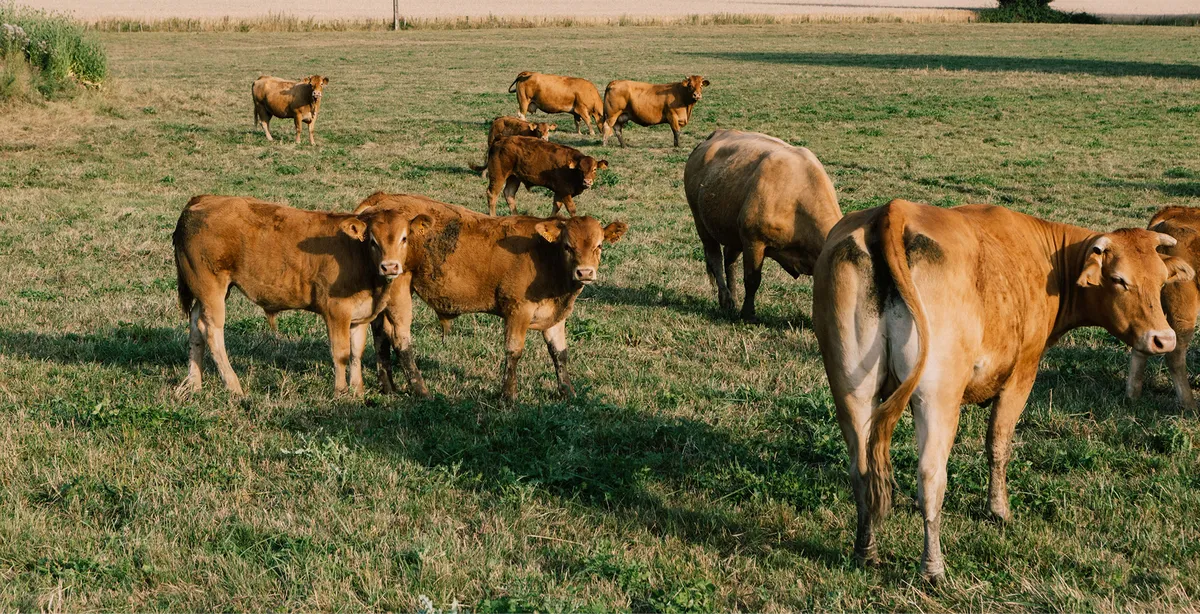 Troupeau de vaches rousses dans un pré