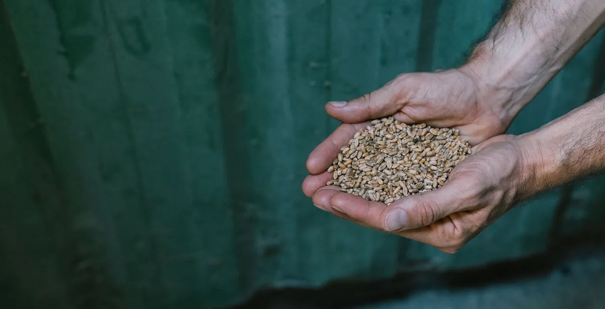 Deux mains réunies présentant une poignée de grains de blé