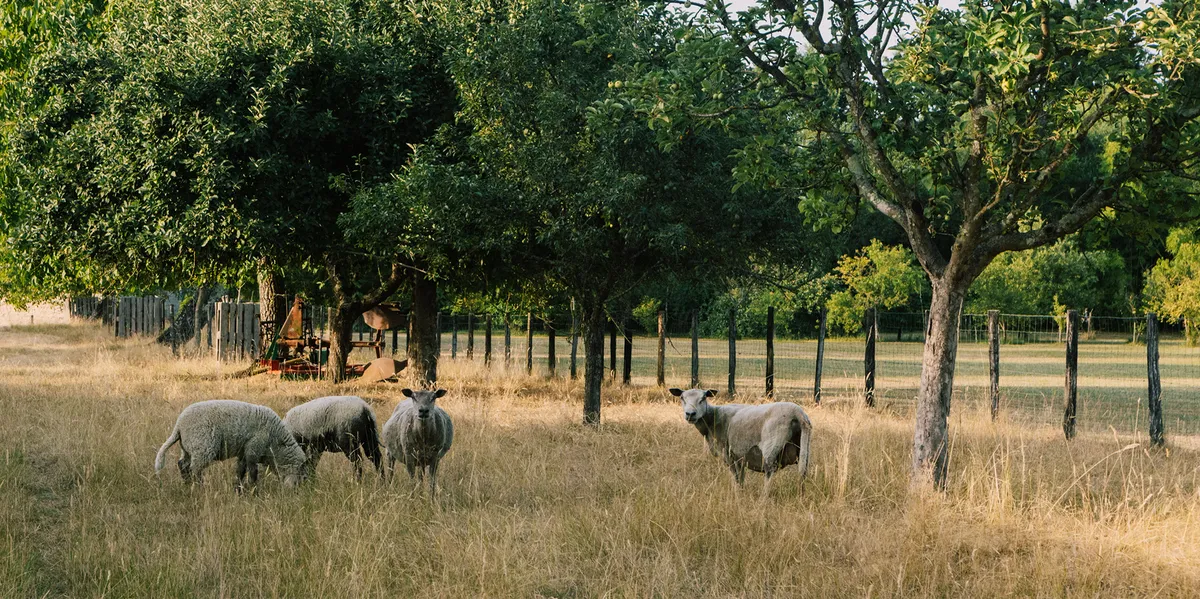 Moutons pâturant sous des arbres fruitiers dans un pré