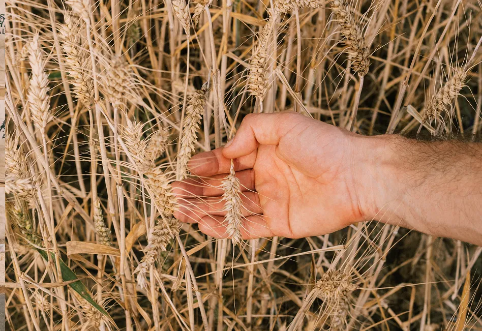 Main effleurant des épis de blé mûr dans un champ